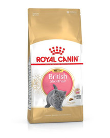 ROYAL CANIN Kitten british shorthair 20 kg (2 x 10 kg) sausas maistas kačiukams, iki 12 mėnesių amžiaus, Britų trumpaplaukių veislei
