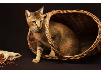 Čaušė katė - pelkinės katės hibridas. Kačių veislių enciklopedija