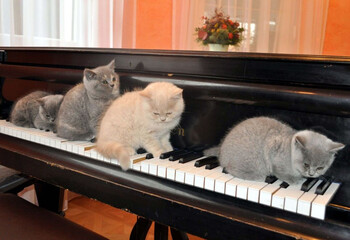 Atpalaiduojanti muzika jūsų katei - kokią pasirinkti?