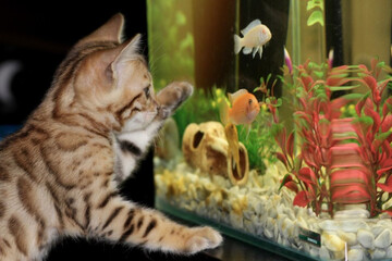 Kaip išsirinkti žuvis savo akvariumui?