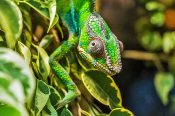 Chameleonai žinomi dėl savo spalvingos maskuotės ir išpūstų akių.