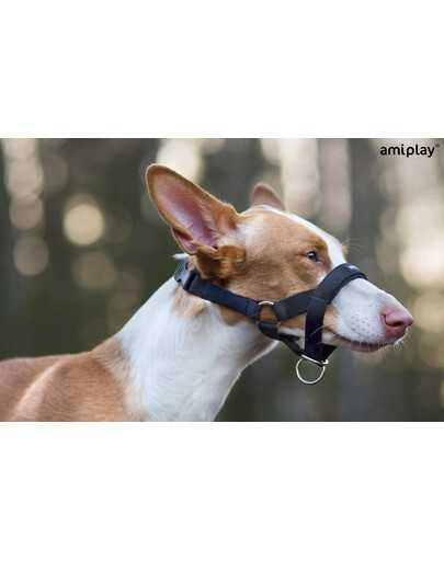 AMIPLAY Halter nylon n2 foxterrier  czarny