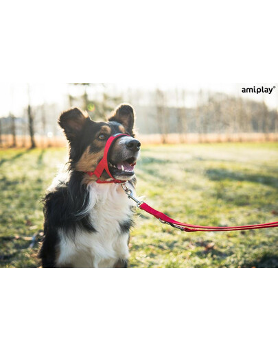 AMIPLAY Halter nylon n2 foxterrier  czarny