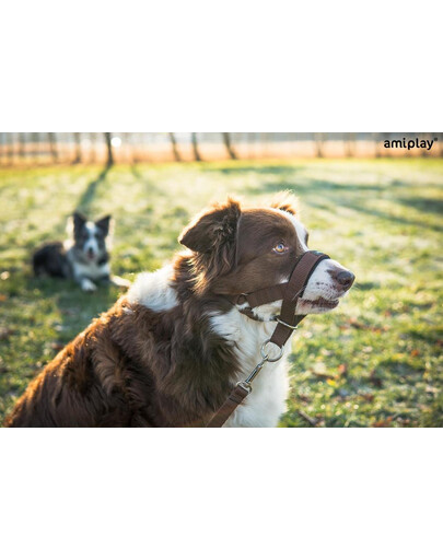 Amiplay Halter N6 Dog 2 cm nailoniniai apynasriai juodi