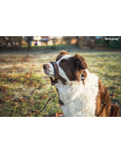 Amiplay Halter N6 Dog 2 cm nailoniniai apynasriai juodi