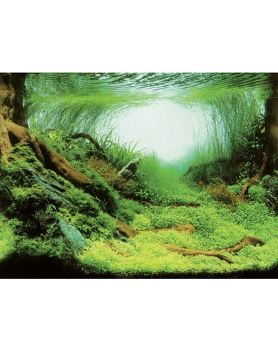 AQUA NOVA Dvipusis akvariumo fonasS 60x30cm augalai / vandenynas