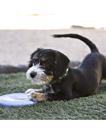 KONG Žaislas puppy frisbee flyer