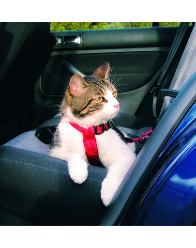 Trixie petnešos automobilyje katėms