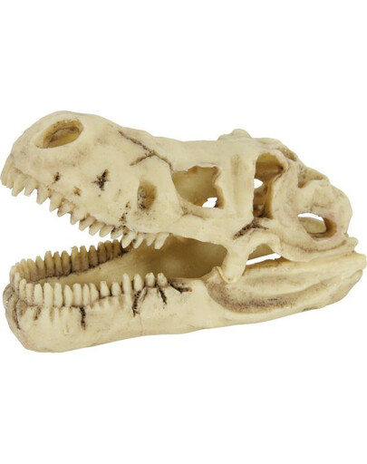 Dekoracja czaszka dinozaura model 3