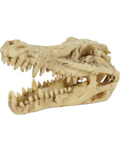 Dekoracja czaszka dinozaura model 6