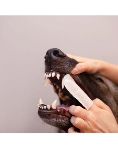 VET EXPERT Caryodent Finger Wipes 50 szt. czyściki do zębów dla psa i kota