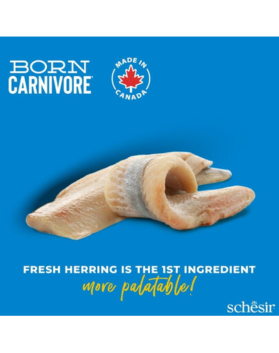 SCHESIR Born Carnivore Šliužė ir lašiša, 1,25 kg, sausas maistas suaugusiems katėms
