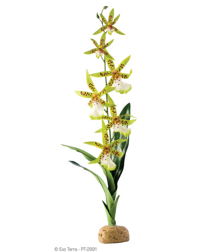 Exo Terra Orchidea Spider Orchid dirbtinis augalas