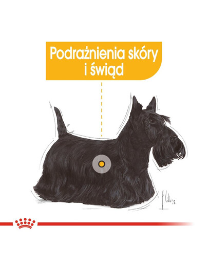 ROYAL CANIN Dermacomfort konservai 85 g