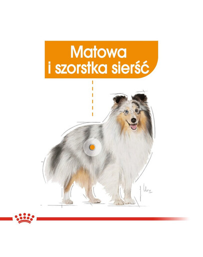 ROYAL CANIN Coat Care konservai 85 g