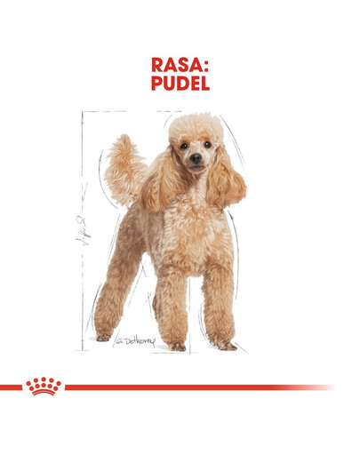 ROYAL CANIN Poodle Adult in Sobe 85 g šlapias šunų maistas suaugusiems šunims, pudeliams