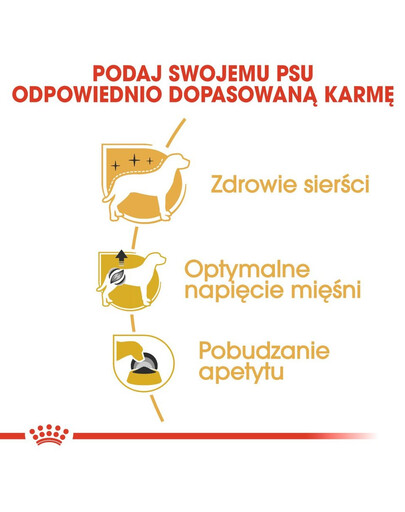 ROYAL CANIN Poodle Adult in Sobe 85 g šlapias šunų maistas suaugusiems šunims, pudeliams