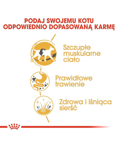 ROYAL CANIN Siamese adult 4 kg sausas maistas suaugusioms Siamo katėms