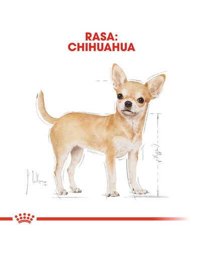 ROYAL CANIN Chihuahua Adult sausas suaugusiems chihuahua veislės šunims - 3 kg