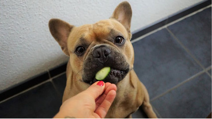 Ar gali šuo valgyti bulves? Kokias daržoves galima įtraukti į šuns racioną?