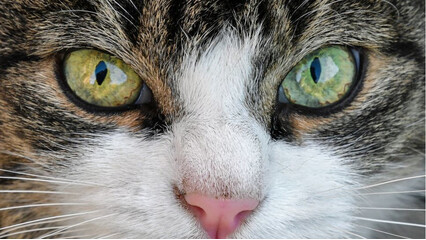Katės akys gali perteikti daug informacijos.