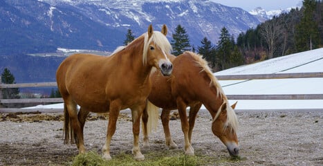 Haflingų veislės žirgai - jėga ir ištvermė! Veislės aprašymas