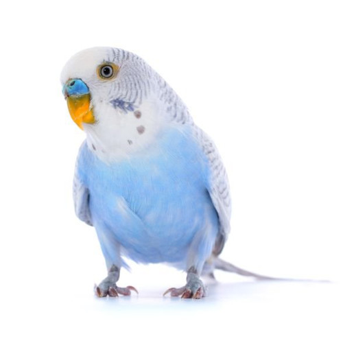 Paukščių odos ir plunksnų priežiūra