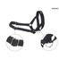 Amiplay Halter N6 Dog 2 cm nailoniniai apynasriai juodi