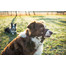 Amiplay Halter N6 Dog 2 cm nailoniniai apynasriai juodi
