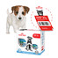 ROYAL CANIN Pirmas pirkinys Mini Puppy šuniukams