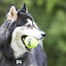 KONG SqueakAir Ball with rope M teniso kamuoliukas su virvele
