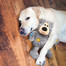 KONG Knots Wild Bear Assorted šuns žaislinis lokys XL