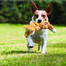 KONG Knots Scrunch Fox šuns žaislinė lapė M / L