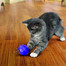 KONG Cat Treat Dispensing Ball kamuoliukas katės skanėstams
