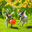 KONG Jumbler Ball Assorted kamuolys