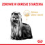 ROYAL CANIN Yorkshire Terrier Adult 8+3 kg sausas maistas suaugusiems Jorkšyro terjerams, vyresniems nei 8 metai