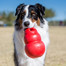 KONG šuns žaislas kramtymui bounzer medium 15cm