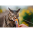 INABA Churu Cat kreminis vištienos skanėstas 56 g