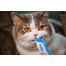 INABA Churu Cat kreminis skanėstas katėms su vištiena ir krabais 56 g