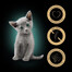 SHEBA Kitten 4x85g drėgno ėdalo su lašiša ir vištiena kačiukams