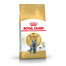ROYAL CANIN British Shorthair sausas ėdalas suaugusioms britų trumpaplaukėms katėms 3 x 400 g
