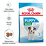 ROYAL CANIN Mini Puppy / Junior Sausas maistas šuniukams nuo 2 iki 10 mėnesių amžiaus, mažų veislių, 12 x 800 g