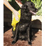 Trixie rankšluostis 66 × 43 cm šunims Top-Fix