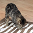 Trixie antklodė katėms Cat Activity 70 × 50 cm