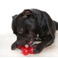 Comfy žaislas Strong Dog Bone 16,5 cm