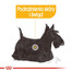 ROYAL CANIN Dermacomfort konservai 85 g