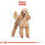 ROYAL CANIN Poodle Adult in Sobe 85 g šlapias šunų maistas suaugusiems šunims, pudeliams
