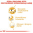 ROYAL CANIN Siamese adult 4 kg sausas maistas suaugusioms Siamo katėms