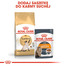 ROYAL CANIN Siamese adult 4 kg sausas maistas suaugusioms Siamo katėms