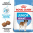 ROYAL CANIN Giant Junior 3,5 kg sausas maistas šuniukams nuo 8 iki 18/24 mėnesių, didelės veislės